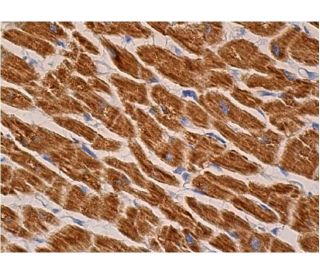 ロビンTR123C COX4 Antibody (F-8) | SCBT - Santa Cruz Biotechnology