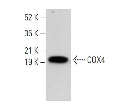 asd0303さま 専用 楽天市場】【公式】インソール 疲れない 開張足 アーチサポート