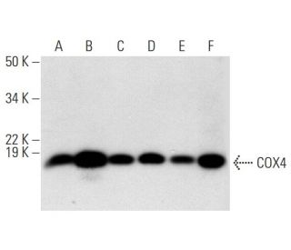 western blotting image from recommended COX4 (F-8) monoclonal antibody replacement. Image 295850