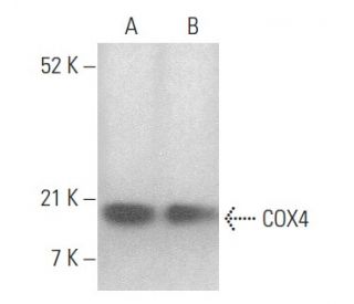 COX4 Antibody (F-8) - Western Blotting - Image 354480