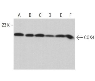 COX4 Antibody (F-8) - Western Blotting - Image 376230