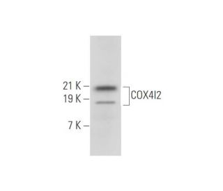 COX4I2 Antibody (RR3) - Western Blotting - Image 334103 