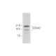 COX4I2 Antibody (RR3) - Western Blotting - Image 334103 