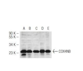 COX4NB Antibody (2643C6a) - Western Blotting - Image 50081