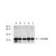 COX4NB Antibody (2643C6a) - Western Blotting - Image 50081