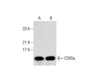 COX5a Antibody (A-5) - Western Blotting - Image 160497 