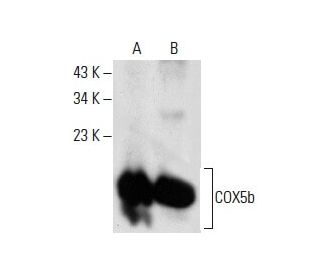 COX5b Antibody (C-5) - Western Blotting - Image 288287 