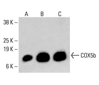 COX5b Antibody (C-5) - Western Blotting - Image 414579 