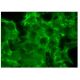 COX5b Antibody (W10) - Immunofluorescence - Image 152176 