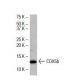 COX5b Antibody (W10) - Western Blotting - Image 33897 