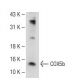 COX5b Antibody (W10) - Western Blotting - Image 110013