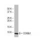 COX6b1 Antibody (77.1) - Western Blotting - Image 33898
