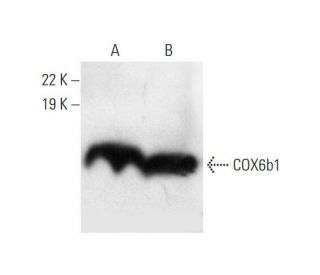COX6b1 Antibody (77.1) - Western Blotting - Image 294377 