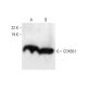 COX6b1 Antibody (77.1) - Western Blotting - Image 294377 