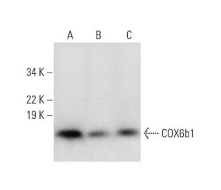 COX6b1 Antibody (C-3) - Western Blotting - Image 293028 