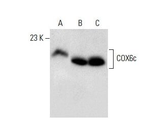COX6c Antibody (H-9) - Western Blotting - Image 287916 