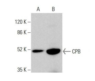CPB Antibody (D-3) - Western Blotting - Image 384388 