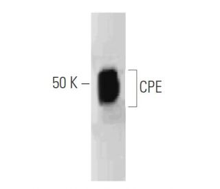 CPE Antibody (35) - Western Blotting - Image 127516