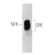 CPE Antibody (35) - Western Blotting - Image 127516