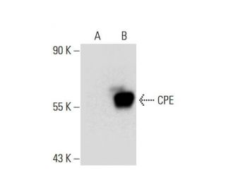 CPE Antibody (H-6) - Western Blotting - Image 297985