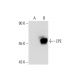 CPE Antibody (H-6) - Western Blotting - Image 297985