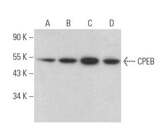 CPEB Antibody (A-9) - Western Blotting - Image 371504 