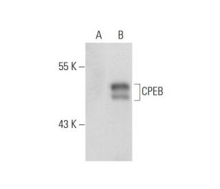 CPEB Antibody (E-10) - Western Blotting - Image 129592 