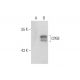 CPEB Antibody (E-10) - Western Blotting - Image 129592 