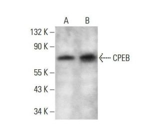 CPEB Antibody (G-6) - Western Blotting - Image 351850 