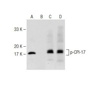 CPI-17 Antibody (F-4) - Western Blotting - Image 147938 