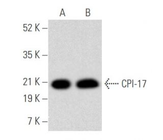 CPI-17 Antibody (C-1) - Western Blotting - Image 355511