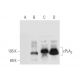 cPLA2 Antibody (E-3) - Western Blotting - Image 56215 