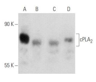 cPLA<sub>2 Antibody (</sub>E-3) - Western Blotting - Image 354734 