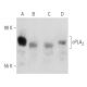 cPLA2 Antibody (E-3) - Western Blotting - Image 354734 