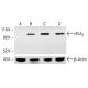 cPLA2 Antibody (E-3) - Western Blotting - Image 413475