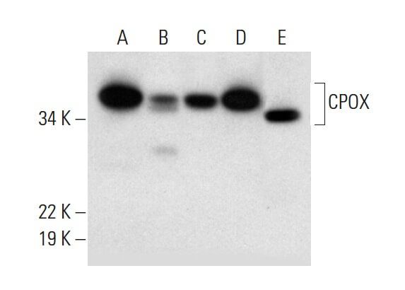 CPOX Antibody (B-9) | SCBT - Santa Cruz Biotechnology