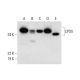 CPOX Antibody (B-9) - Western Blotting - Image 294820 