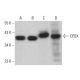 CPOX Antibody (B-9) - Western Blotting - Image 376694 