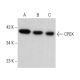 CPOX Antibody (B-9) - Western Blotting - Image 376953