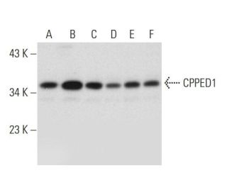 CPPED1 Antibody (H-11) - Western Blotting - Image 318316 
