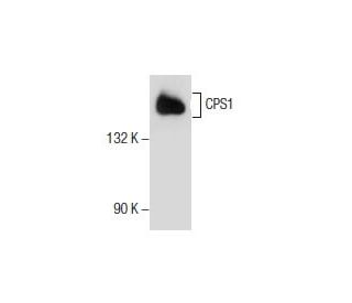 CPS1 Antibody (B-1) - Western Blotting - Image 154353 