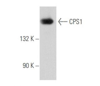 western blotting image from recommended CPS1 (B-1) monoclonal antibody replacement. Image 356728