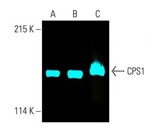 CPS1 Antibody (B-1) - Western Blotting - Image 404230