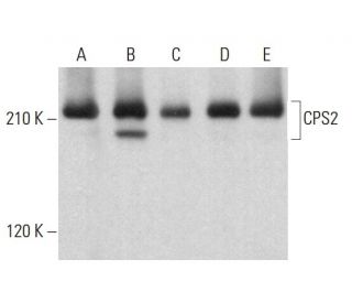 CPS2 Antibody (F-6) - Western Blotting - Image 382331 