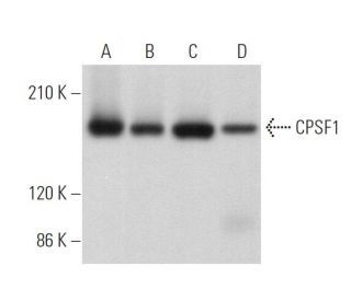 CPSF1 Antibody (G-10) - Western Blotting - Image 372768 