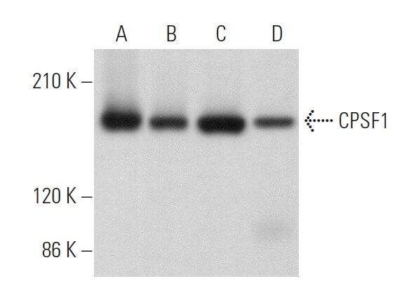 CPSF1 Antibody (G-10) | SCBT - Santa Cruz Biotechnology