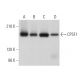 western blotting image from recommended CPSF1 (G-10) monoclonal antibody replacement. Image 372768
