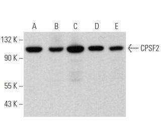 CPSF2 Antibody (A-11) - Western Blotting - Image 370035 