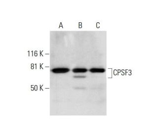 CPSF3 Antibody (C-3) - Western Blotting - Image 291854 