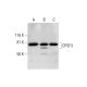 CPSF3 Antibody (C-3) - Western Blotting - Image 291854 